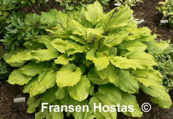 Hosta Squash Casserole